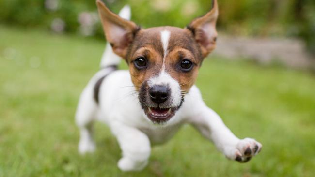 Thinkstock. Funny happy Dog. For Cairns Sun Advertising Feature.