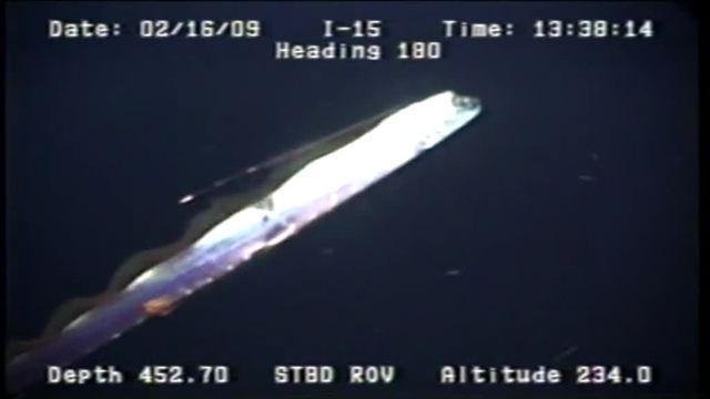 Rare footage of Giant Oarfish in The Gulf of Mexico