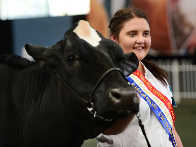 Royal Melbourne Show Dairy Cattle Competition | The Weekly Times