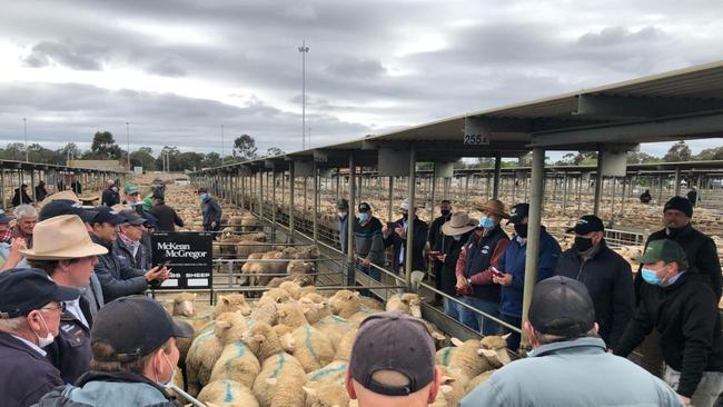 A full field of meat buyers competes for lambs from a 36,000-strong yarding at Bendigo today. Picture: Jenny Kelly