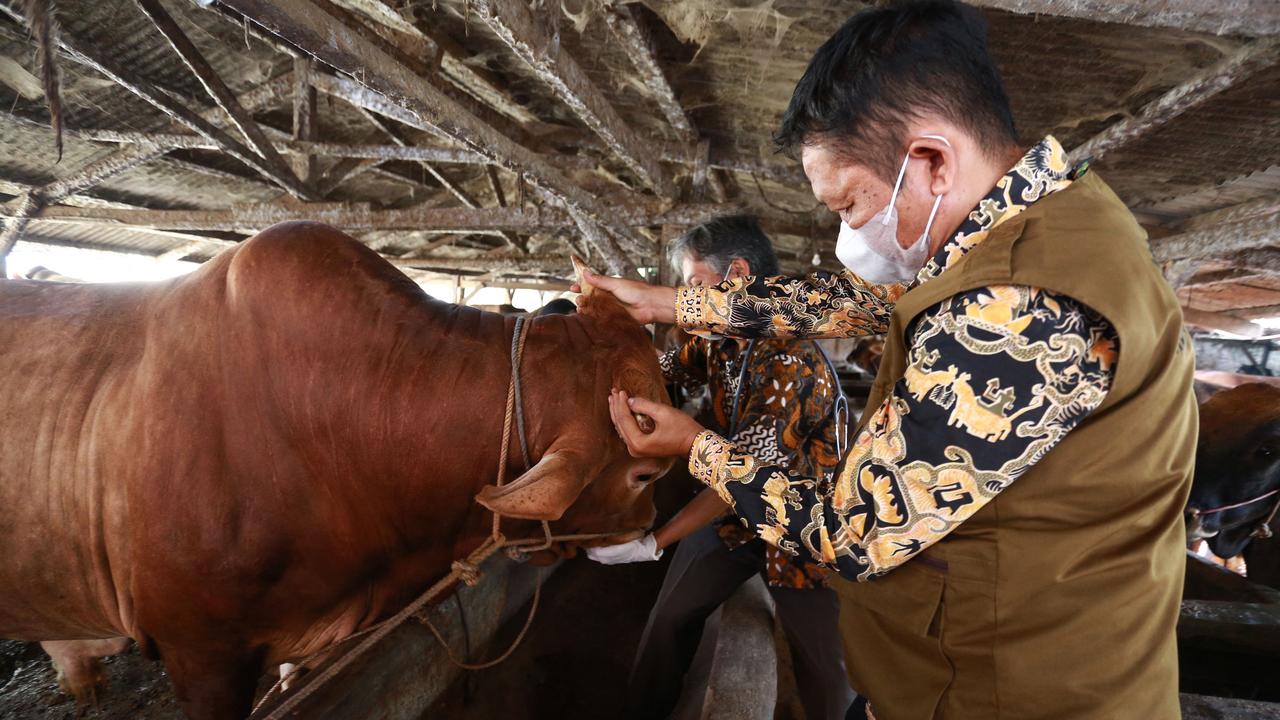 Veterinarians inspect cattle for foot-and-mouth disease in Indonesia as the virus rips through livestock. Picture: PERDIANSYAH / AFP