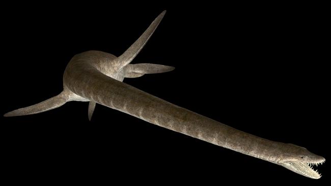 The fossil of the 100-million-year-old elasmosaur was found in outback Queensland.