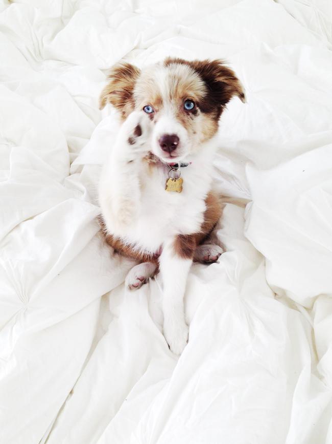 Lola the Mini Aussie ... Picture: Instagram