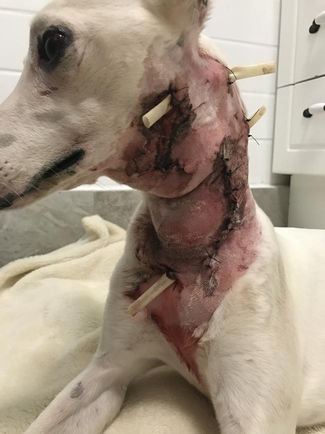 Dash the whippet was lucky to survive an attack from a dog that allegedly escaped its property in Woody Point.