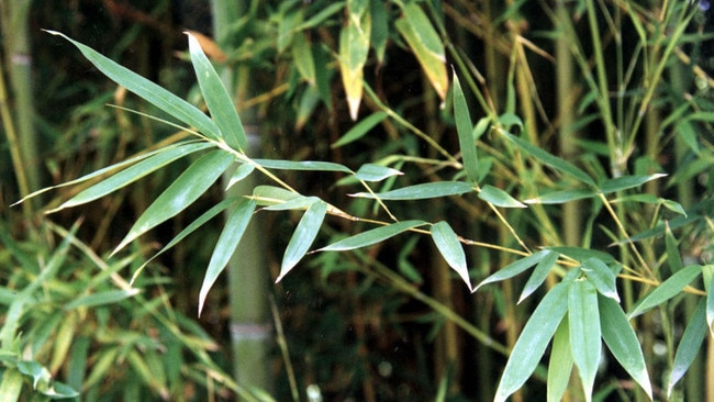 Mr Gill’s neighbour, Xuekei Chen, had purchased the neighbouring home in 2022, which featured a dense thicket of 6m bamboo at the rear. Picture: Queensland Government