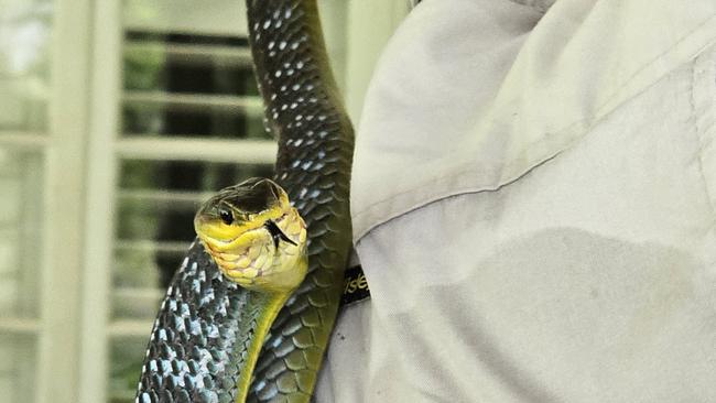 The snake was not happy about being caught. Picture: Danica Clayton