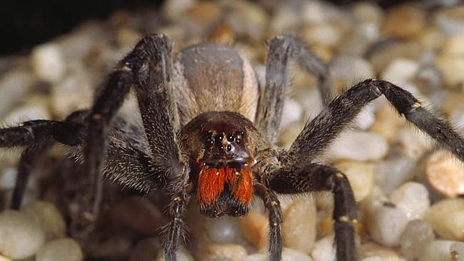 Brazilian Wandering Spider, genus phoneutria, picfrom/website venomous arachnids spiders poisonous