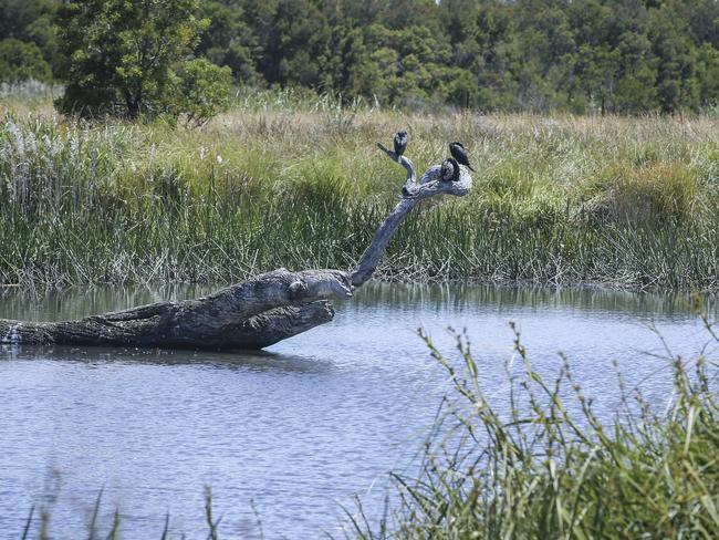 Beautiful Waterways wetlands is home to more than 100 bird species. Picture: Wayne Taylor