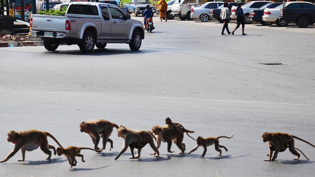 Several stores and businesses have been forced to shutter and relocate because of the monkeys. Picture: iStock