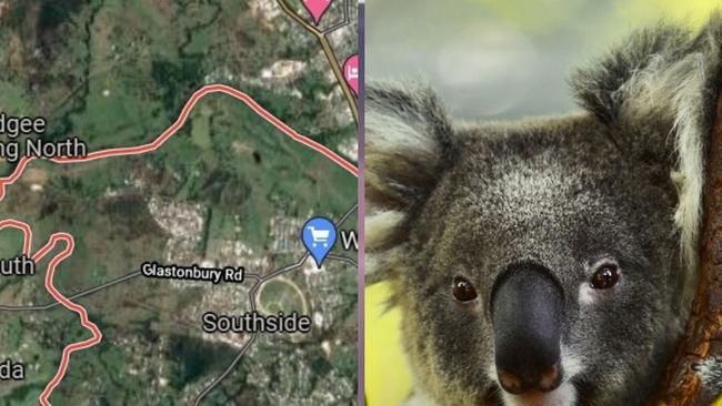 Gympie Regional Council is under fire for not putting any protections in place for known koala and wildlife habitats near Gympie after revoking its controversial land clearing laws almost a year ago.