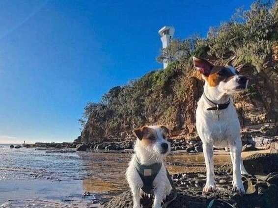 Dogs are set to be banned from accessing the northern beach at Point Cartwright. Picture: Supplied