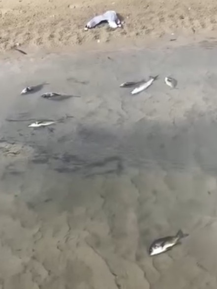 Dead fish in the Dover Rivulet, an hour's drive south of Hobart. Picture: Rebecca Hancock.