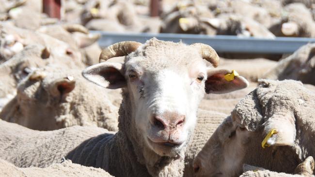 Police to tackle livestock theft after $7m worth of stock stolen