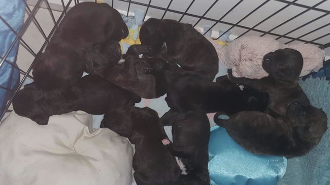 Nine mastiff puppies have been saved from a house fire at Two Wells. Sadly, one died. Picture: Lauren Rose/7NEWS Adelaide