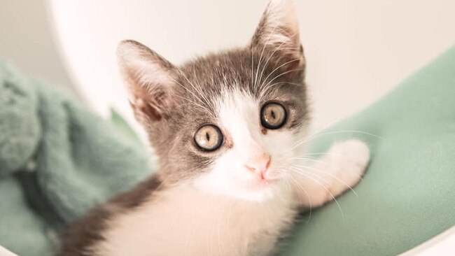Our beautiful little Ollie. Picture: Sarah Karklis.