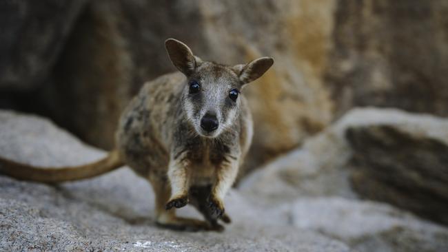 One of the many rock wallabies on Maggie. Picture: TEQ