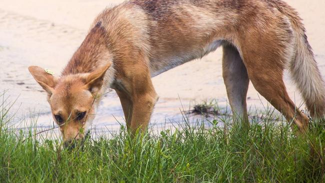 Investigations are underway after a woman was bitten on the leg by a dingo at Lake McKenzie on K’gari.