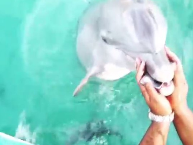 Dolphin rescues mobile phone from water. Picture: Instagram