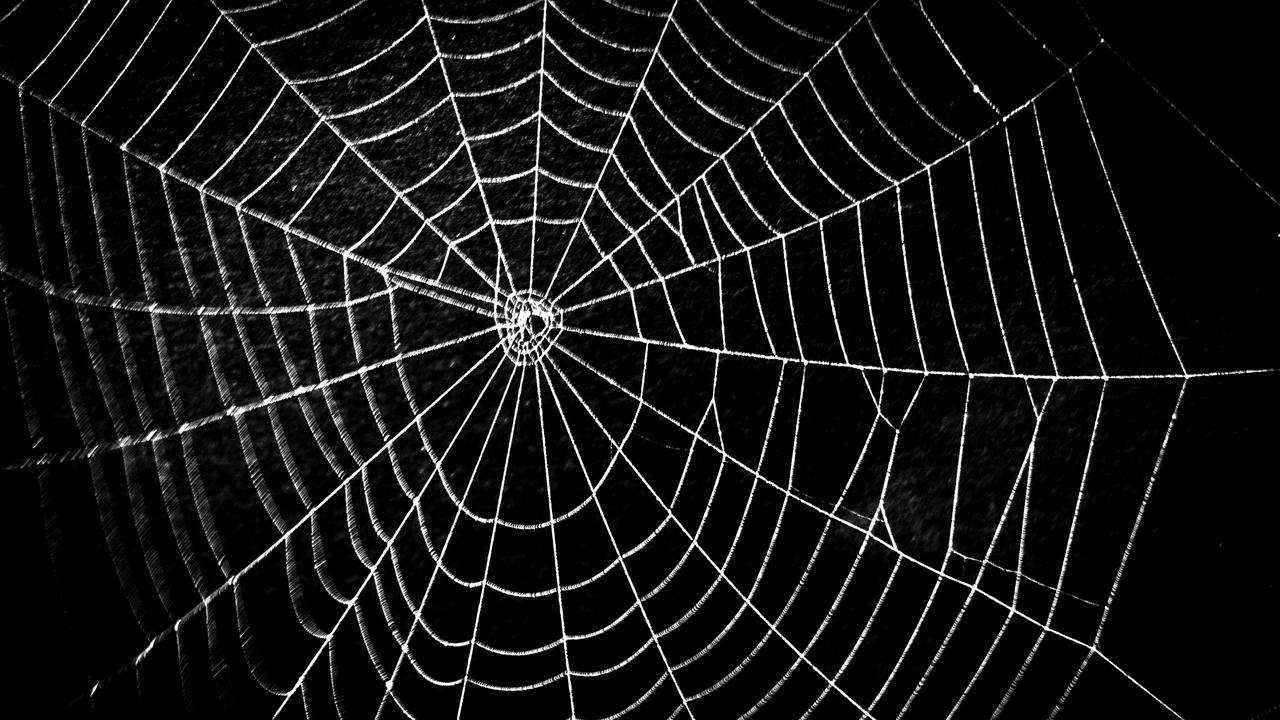 Fake spider webs are hung on trees in the Ukraine.