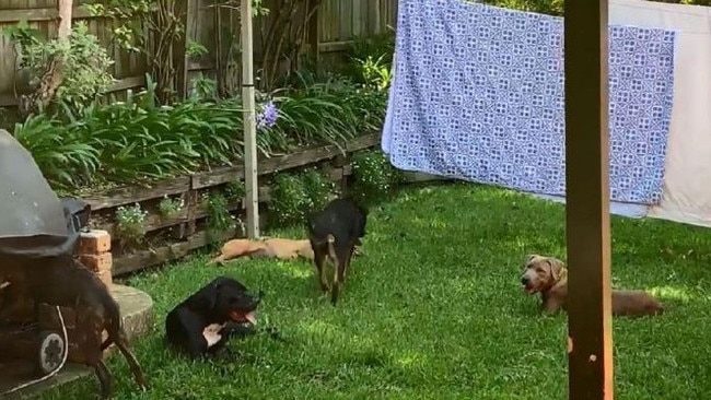 Four of these dogs owned by Daniel Nicholas, 31, of Narraweena, attacked a killed Chilli. Picture: Supplied