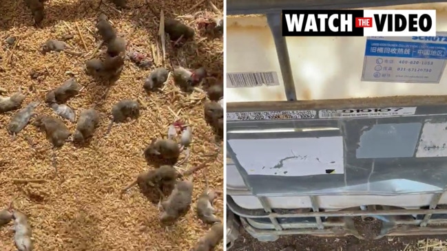 Dubbo mouse plague