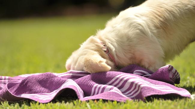 Molly the Dog might have better ideas on how to fix housing than the Greens.