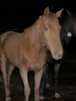Footage from the Queensland abattoir. Picture: Sky News