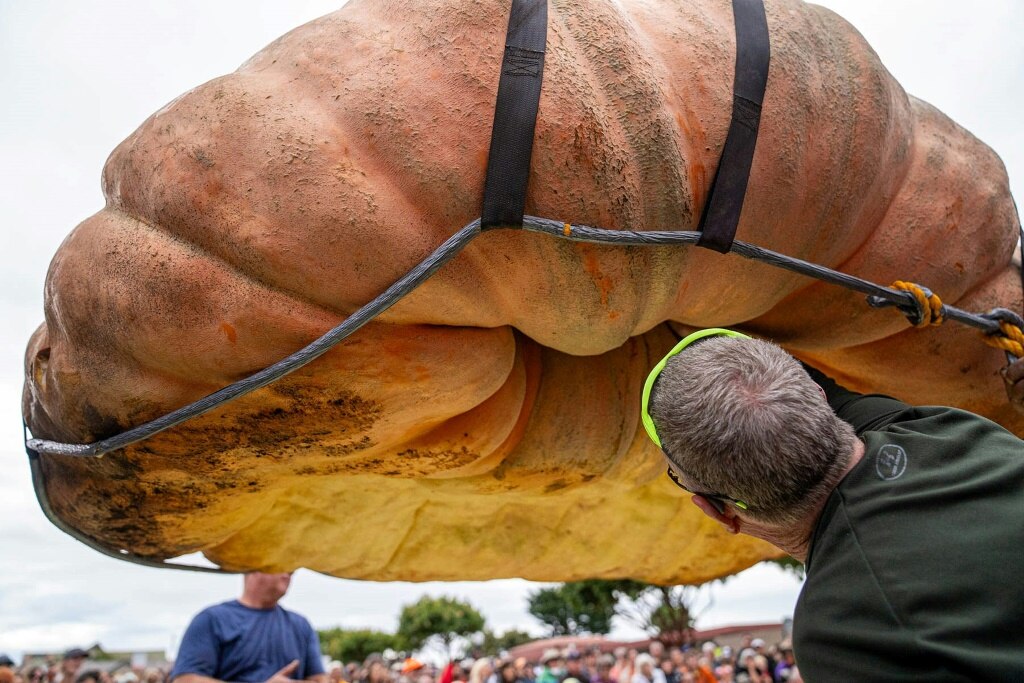 Travis Gienger's 2,749-pound champion pumpkin is weighed at the Half Moon Bay World Championship Pumpkin Weigh-Off in California
