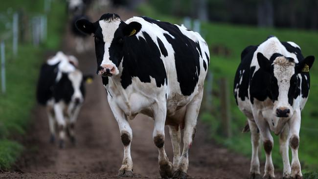 Cows heading to the dairy for milking at Sheffield. Picture Chris Kidd