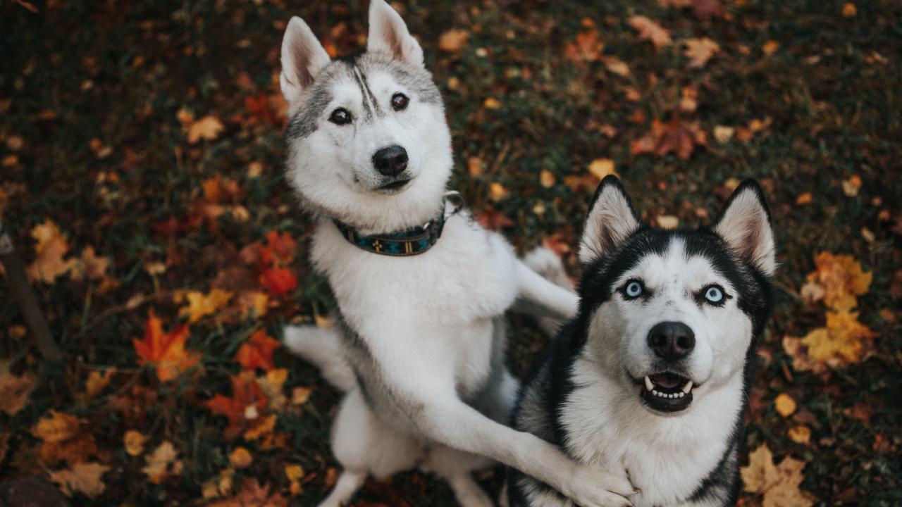 The husky loves to pull sleds and is an athletic breed. Picture: iStock