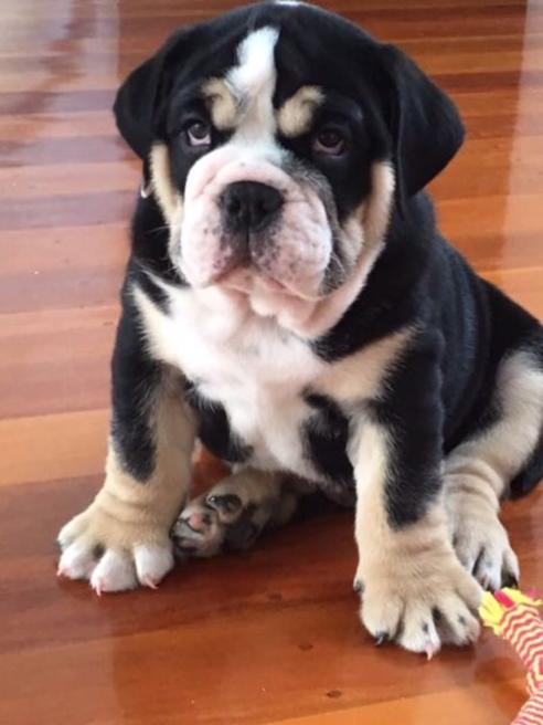 WALLY: Aussie bulldog pup Wally has a lot of growing to do before he fits into those paws.