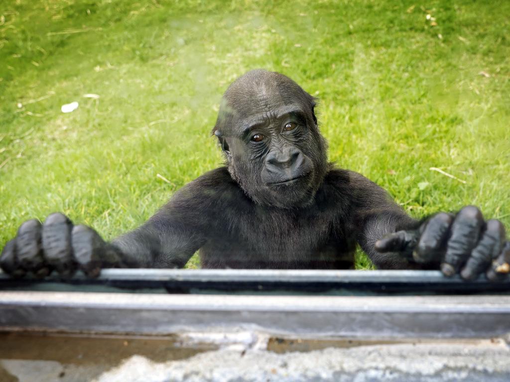 DAILY TELEGRAPH - 30.1.25

*** WARNING ***

STRICT EMBARGO - MUST NOT USE BEFORE CLEARING WITH DT PIC EDITOR NICOLA AMOROS - 

2yr old gorilla Kaius pictured at Mogo Zoo on the South Coast of NSW today. Picture: Sam Ruttyn