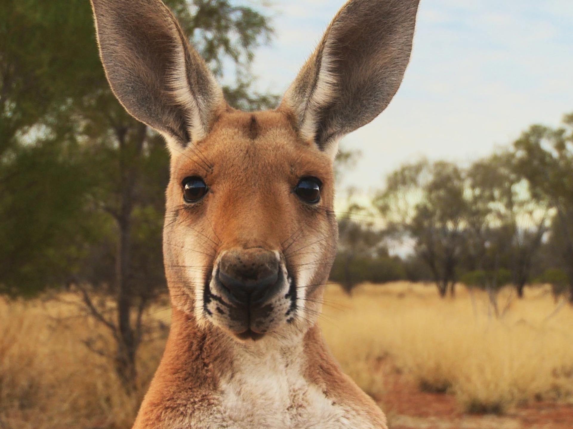 Kangaroo, A Love-Hate Story: close look at a national symbol | The  Australian