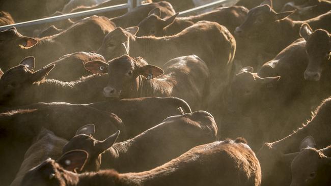 <s1>Hale River Holdings have bought three Central Australia cattle stations covering around 565,800 hectares</s1>. <source>Picture: Jack Tran</source>