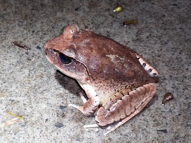 The rare great barred frog. Picture: Luise Manning, Springfield.