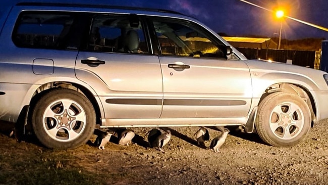 Hidden group of little penguins sparks a reminder to residents of this island. Picture: Island Car Hire King Island.