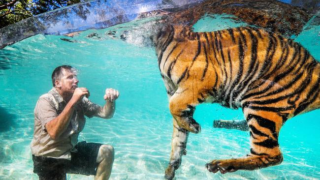 Former Dreamworld Tiger Island manager Patrick Martin-Vegue swims with the tigers. Picture: NIGEL HALLETT