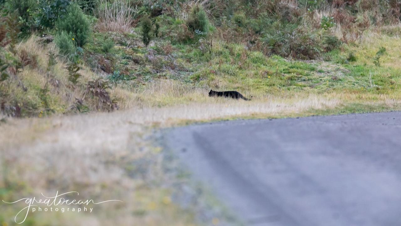 Picture: Amber O'Meara Noseda/Great Ocean Photography