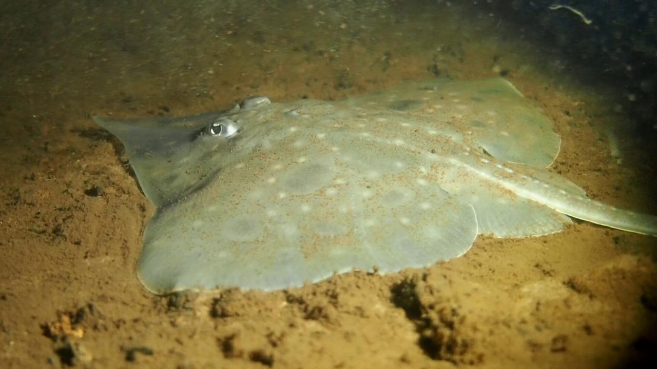 Maugean Skate in Macquarie Harbour TAS (Credit Jane Ruckert). Picture: Jane Ruckert