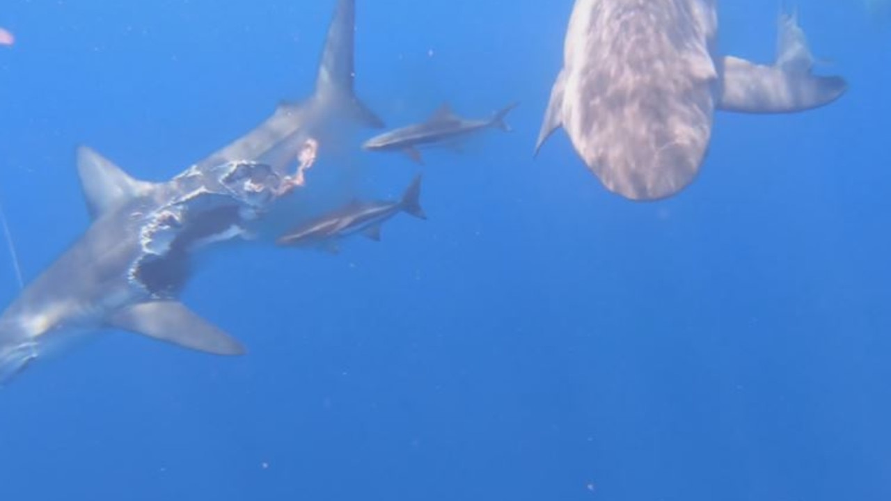 The blacktip shark had been swarmed upon by a collection of hungry bull sharks.