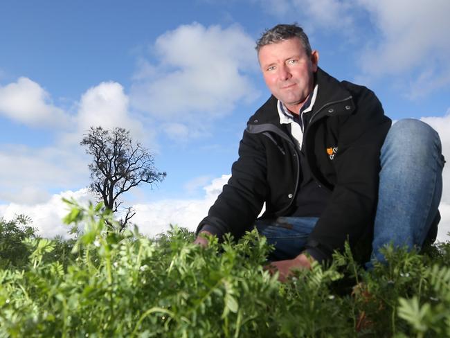 Brett Hosking, with lentil crops, Oakvale Picture Yuri Kouzmin