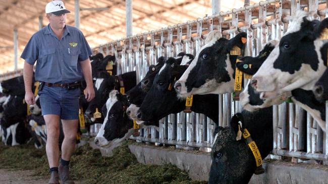 In check: Michael Perich at the Leppington Pastoral Company's dairy.