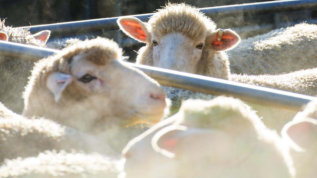 What is driving up lamb prices?