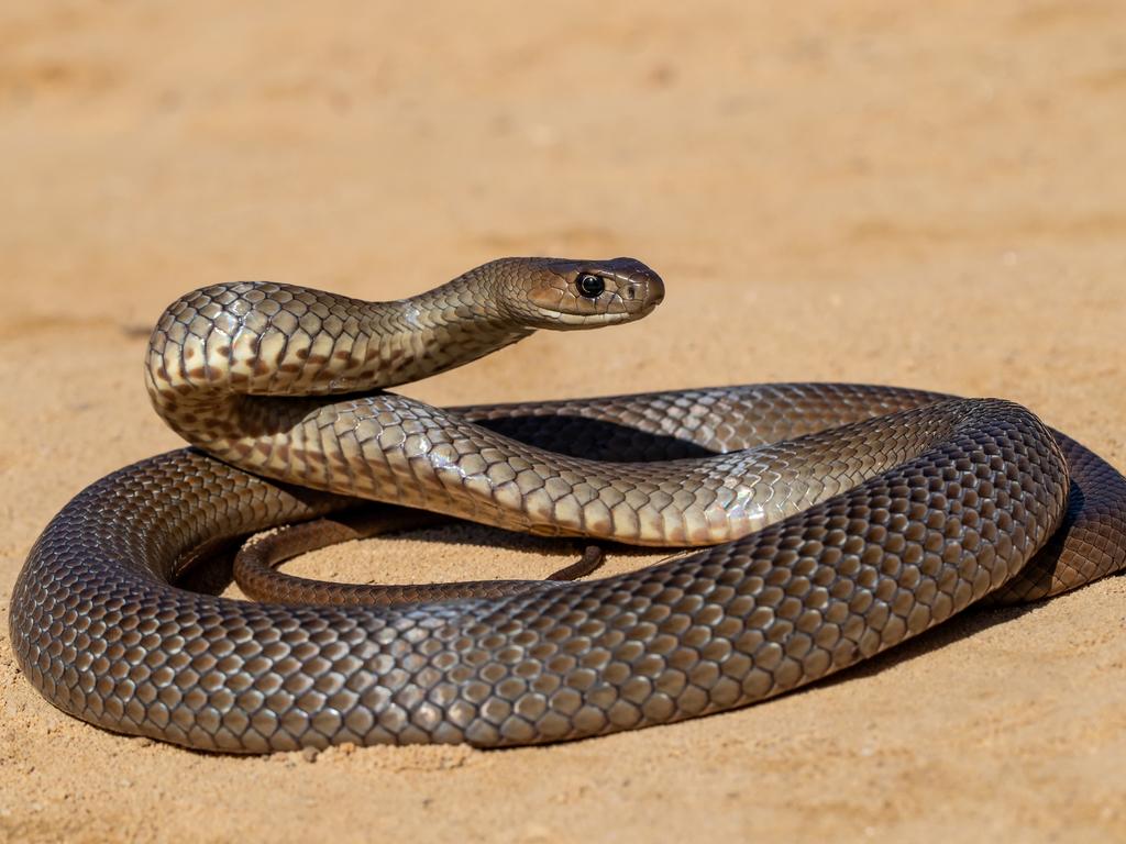 An Australian eastern brown snake being defensive. Picture: Ken Griffiths