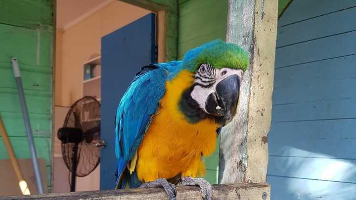 Missing Macaw found, investigations continue | Daily Telegraph