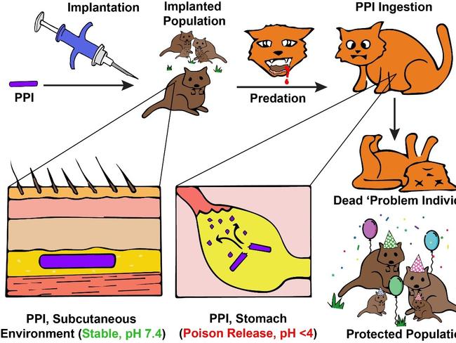 A Uni of SA PhD candidate explained how the implant works with this useful diagram – the rice sized pellet goes under the native animal’s skin, and if eaten by a cat, poisons the cat. Picture: Supplied