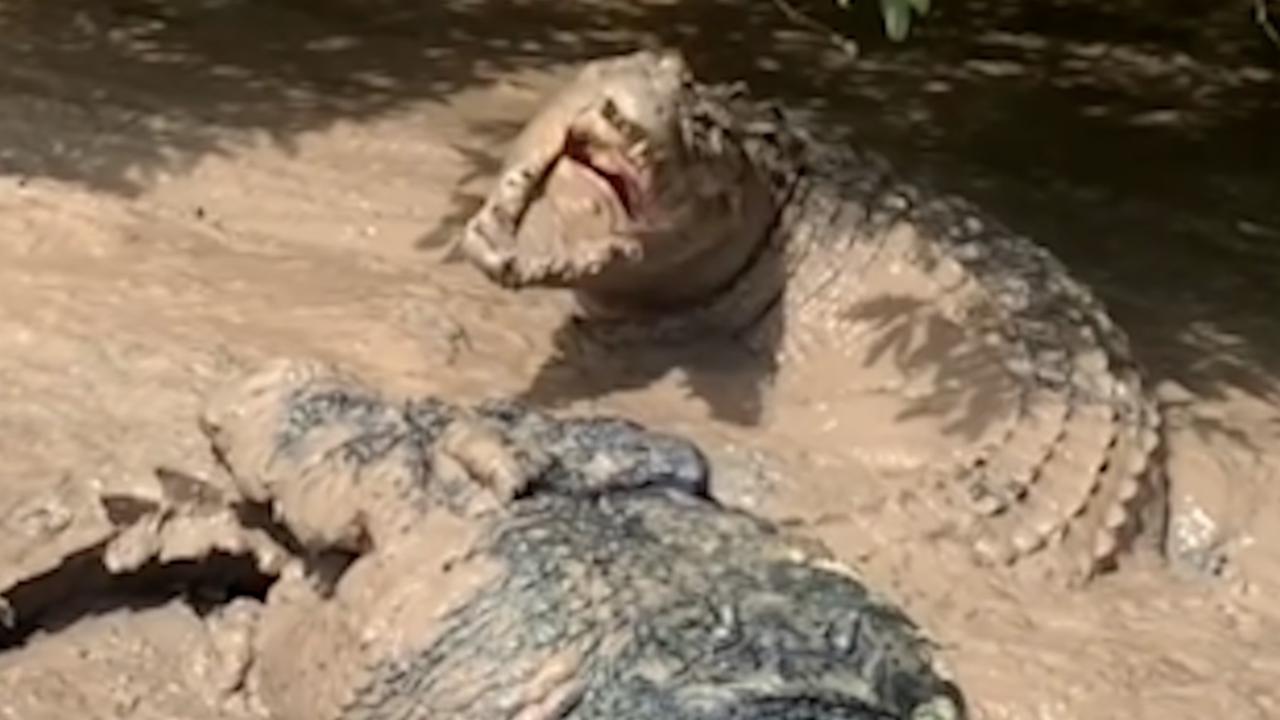 Brutus nibbling on the croc’s tail.