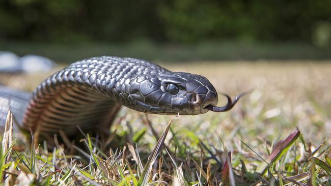 A red-bellied black snake. Queensland Ambulance Service said a male patient, aged 13, had been taken to Townsville University Hospital following a “reported snakebite” in Deerangun at 8.56am. The incident occurred at St Anthony’s Catholic College on Joanne Street.