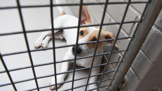 Nillumbik Dog pound has had an influx of lost dogs from Xmas and New Year.  Lost dogs waiting to be reunited with their owners. A Jack Russell Cross.  Picture: Lawrence Pinder