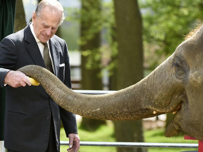 Feeding Donna the elephant in Whispsnade, England. Picture: Tony Margiocchi/Barcroft Images / Barcroft Media via Getty Images.